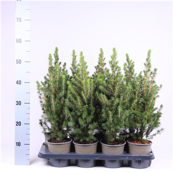 Picea glauca 'Conica' F00003563