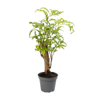 Polyscias Filicifolia F00001058