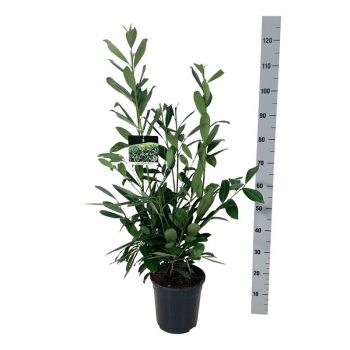 Prunus laurocerasus 'Caucasica' F00003415