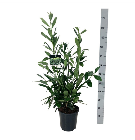 Prunus laurocerasus 'Caucasica' F00003415