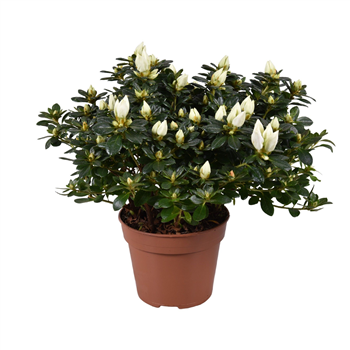 Rhododendron simsii 'Mevr Gerard Kint wit' F00007833