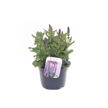 Salvia nemorosa 'Sensation Deep Blue' F00007226