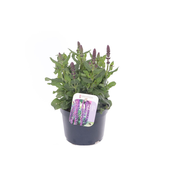 Salvia nemorosa 'Sensation Deep Blue' F00007226