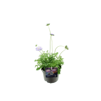 Scabiosa columbaria 'Butterfly Blue' F00004736