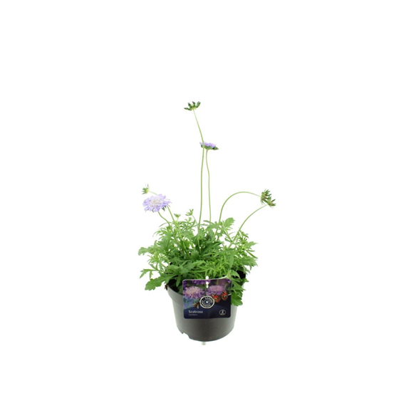 Scabiosa columbaria 'Butterfly Blue' F00004736