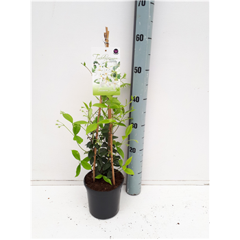 Trachelospermum jasminoides F00003897