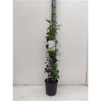 Trachelospermum jasminoides F00003894