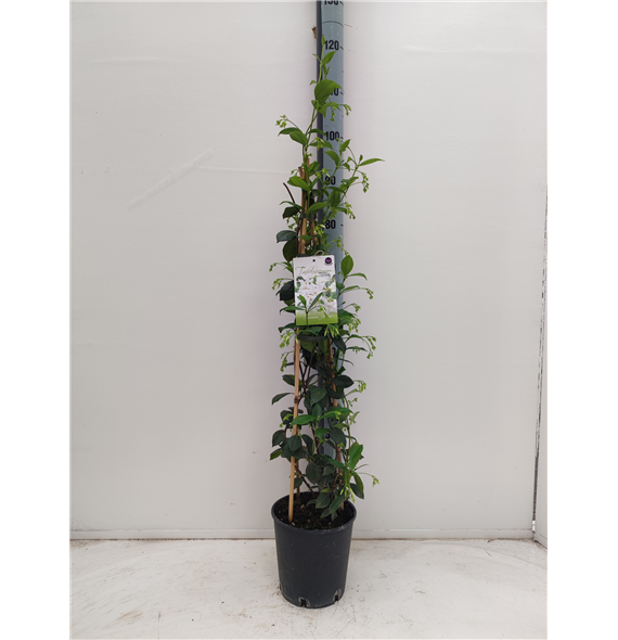 Trachelospermum jasminoides F00003894