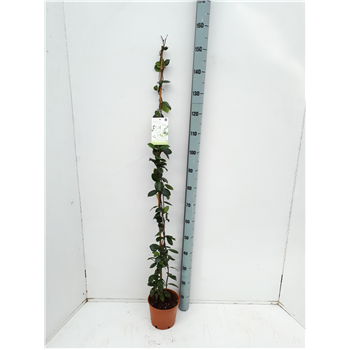 Trachelospermum jasminoides F00003895
