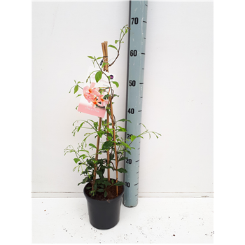 Trachelospermum jasminoides F00003898