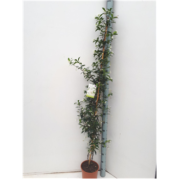 Trachelospermum jasminoides F00003896