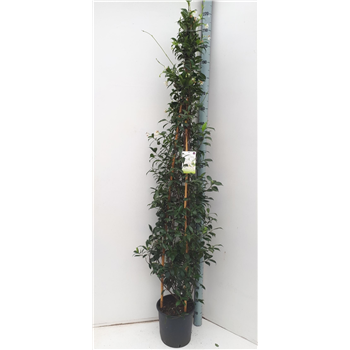Trachelospermum jasminoides F00003893