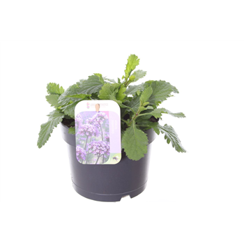 Verbena bonariensis F00003213