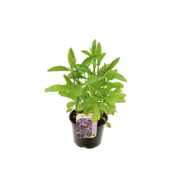 Verbena bonariensis F00004741
