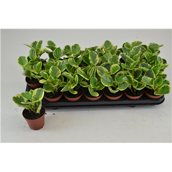 peperomia vaiegata usa F00000812
