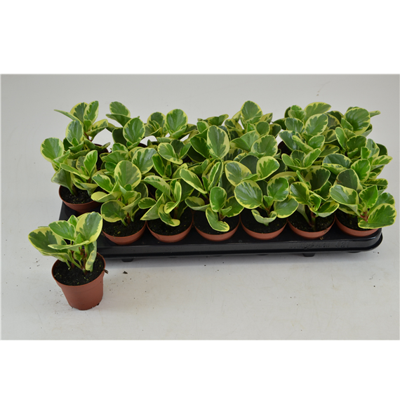 peperomia vaiegata usa F00000812