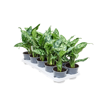 Aglaonema 'Maria' 10/tray 4AGMABP05