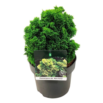 Chamaecyparis obtusa 'Nana Aurea' F00005535