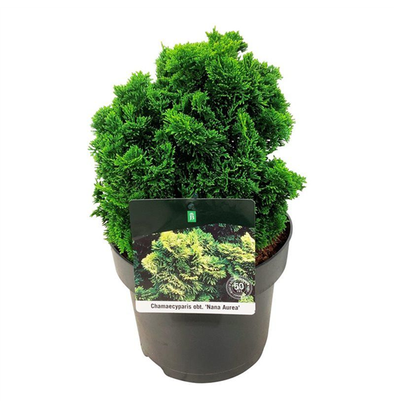 Chamaecyparis obtusa 'Nana Aurea' F00005535