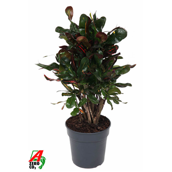 Kroton variegatum 'Mammi' F00002393