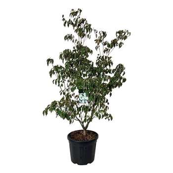 Cornus kousa 'China Girl' F00005676
