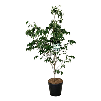 Cornus kousa 'China Girl' F00005862