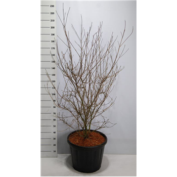 Cornus kousa 'China Girl' F00006543