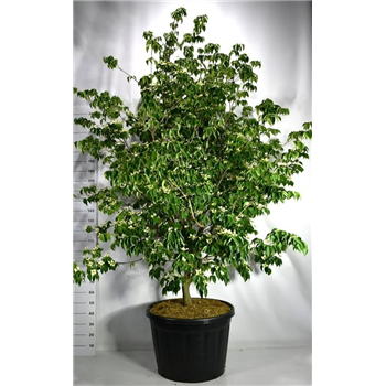 Cornus kousa 'Sternenhimmel' F00006143
