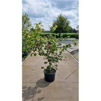Cornus kousa 'Teutonia' F00006742