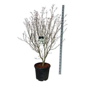 Cornus kousa 'Teutonia' F00006969