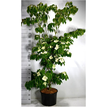 Cornus kousa 'Teutonia' F00006346