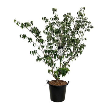 Cornus kousa 'Weisse Fontaine' F00005688