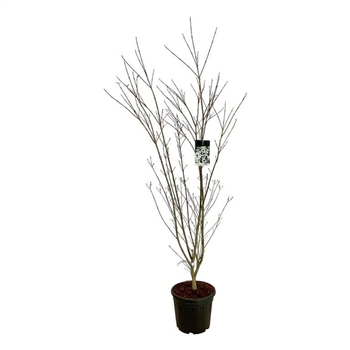 Cornus kousa 'Weisse Fontaine' F00007146
