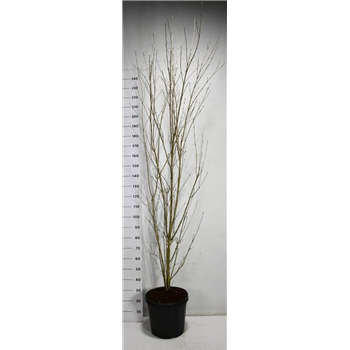 Cornus kousa 'Weisse Fontaine' F00006669