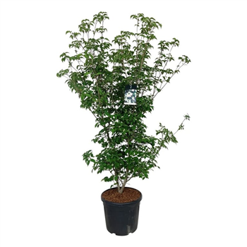 Cornus kousa 'Wieting's Select' F00005603