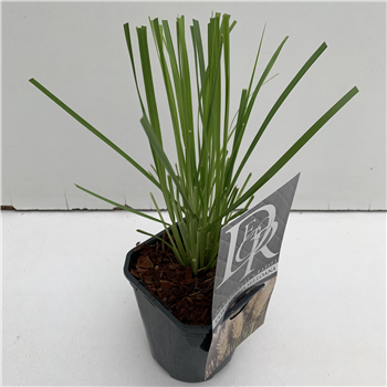 Cortaderia selloana F00004079