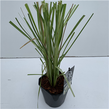 Cortaderia selloana F00004069