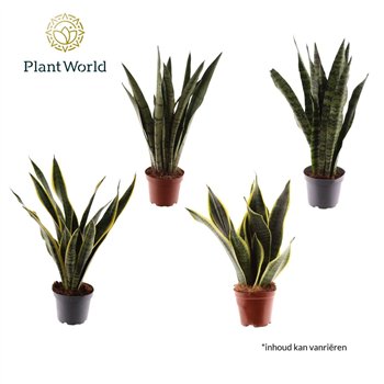 Taščin jezik - Sanseveria trifasciata breedbladige mix 45cm 12cm Q1002