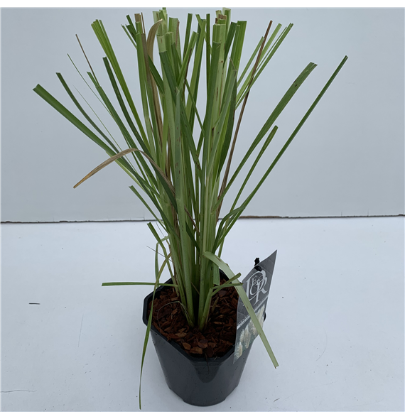 Cortaderia selloana F00004069
