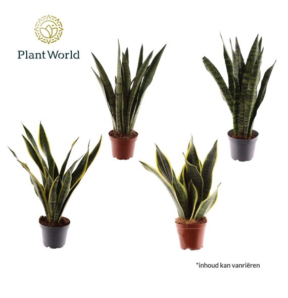 Taščin jezik - Sanseveria trifasciata breedbladige mix 45cm 12cm Q1002