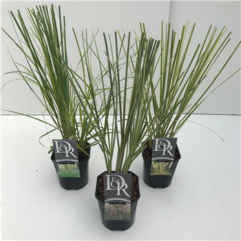Cortaderia selloana F00005348