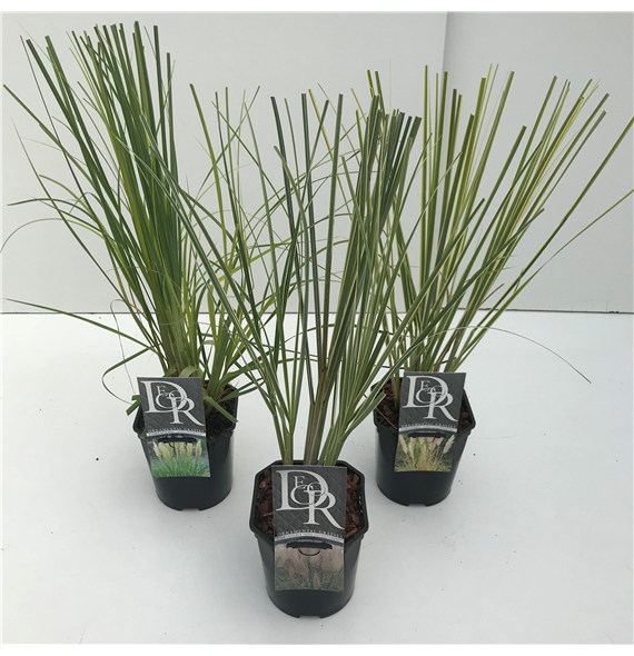 Cortaderia selloana F00005348