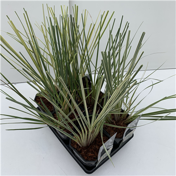 Cortaderia selloana F00005350