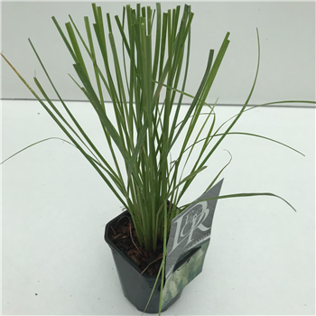 Cortaderia selloana 'Pumila' F00003883