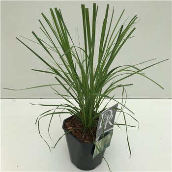 Cortaderia selloana 'Pumila' F00003866