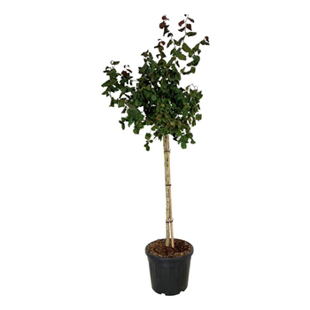 Corylus 'Red Majestic' F00007023