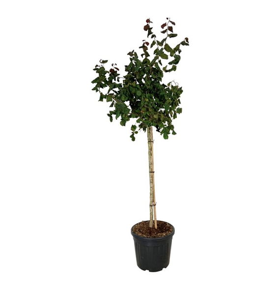 Corylus 'Red Majestic' F00007023