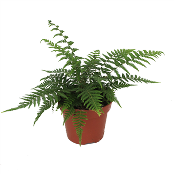 Dicksonia antarctica F00002348