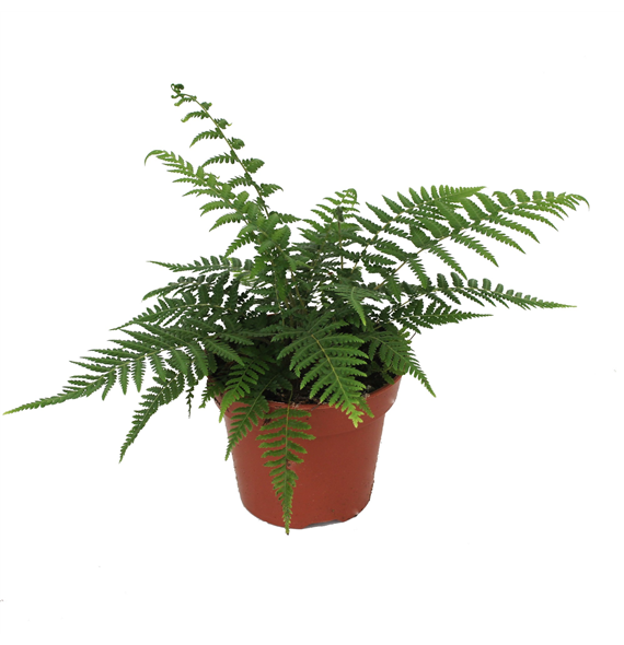 Dicksonia antarctica F00002348