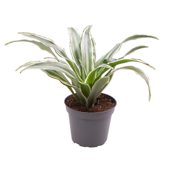 Dracena fragrans 'Kanzi' 12/tray F00000980